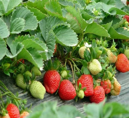 All-Season Strawberry Seeds 🍓