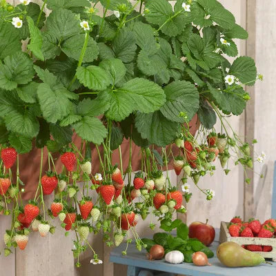 All-Season Strawberry Seeds 🍓