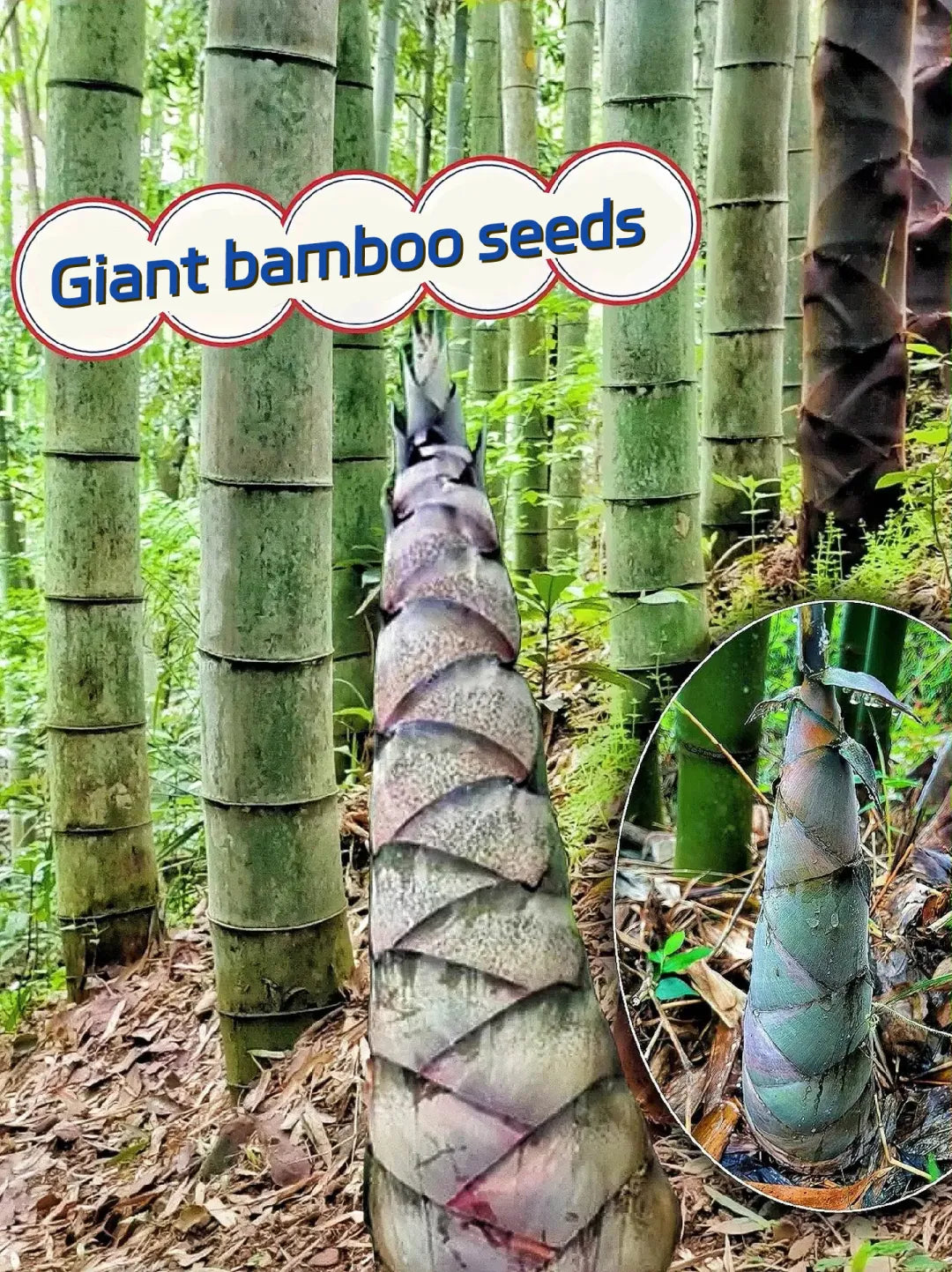 🎋 Rare Species Dragon Bamboo Seeds