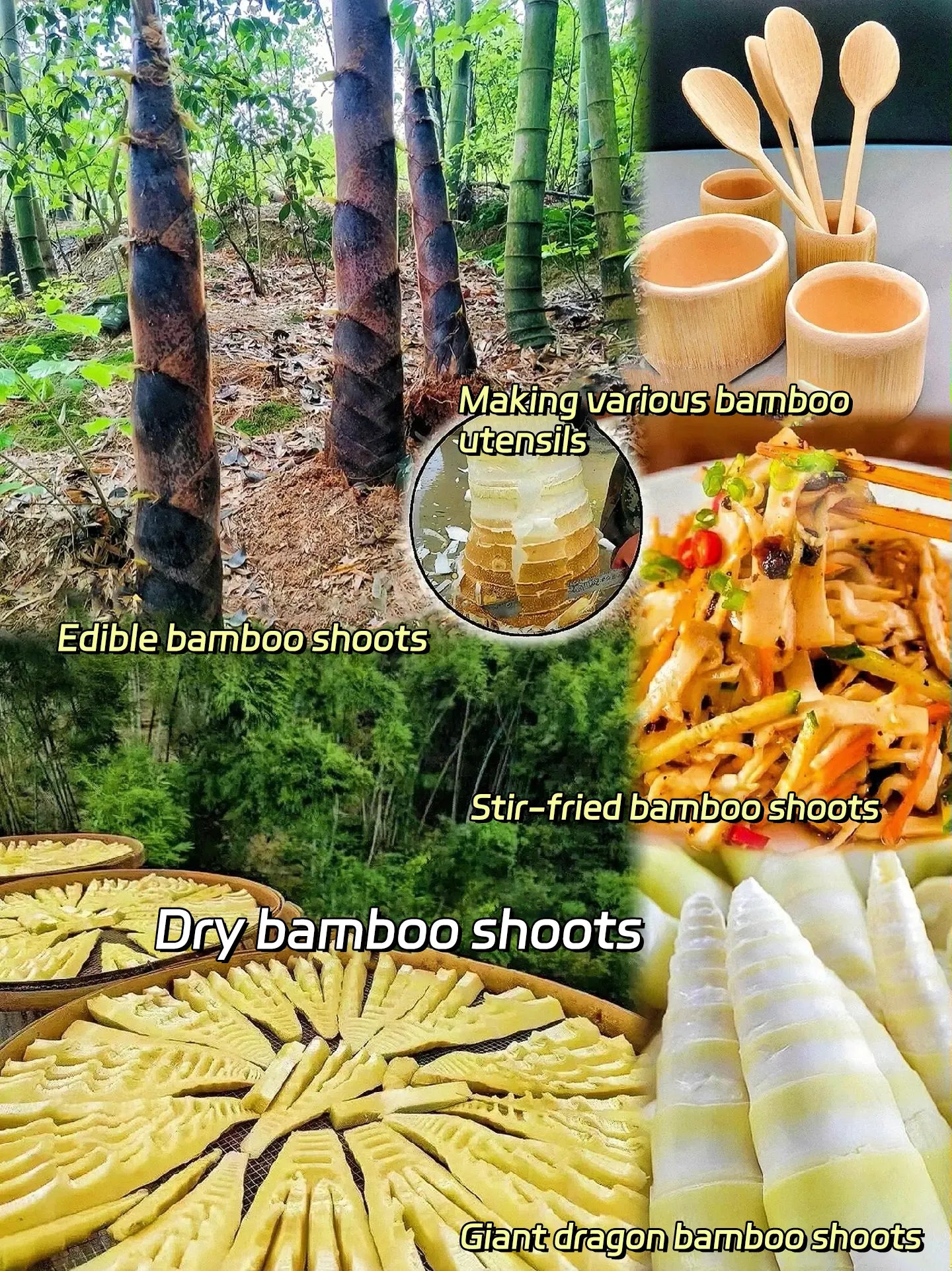 🎋 Rare Species Dragon Bamboo Seeds