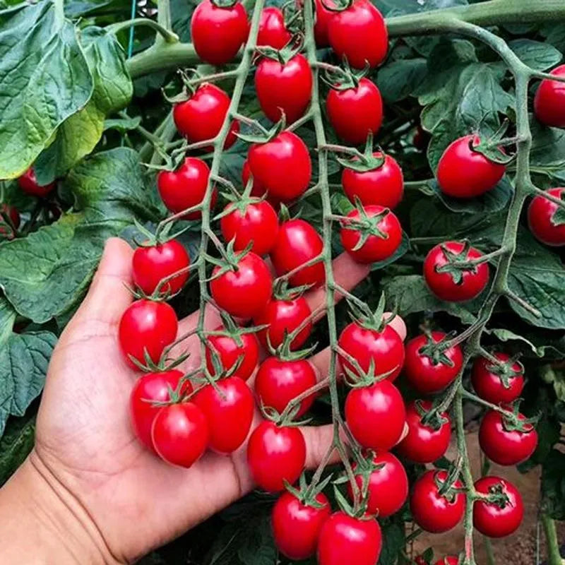 Waterfall Tomato Seeds