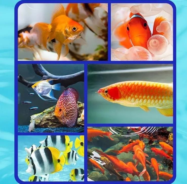 Automatic Fish Tank Cleaner (Buy 1 Get 1 Free)