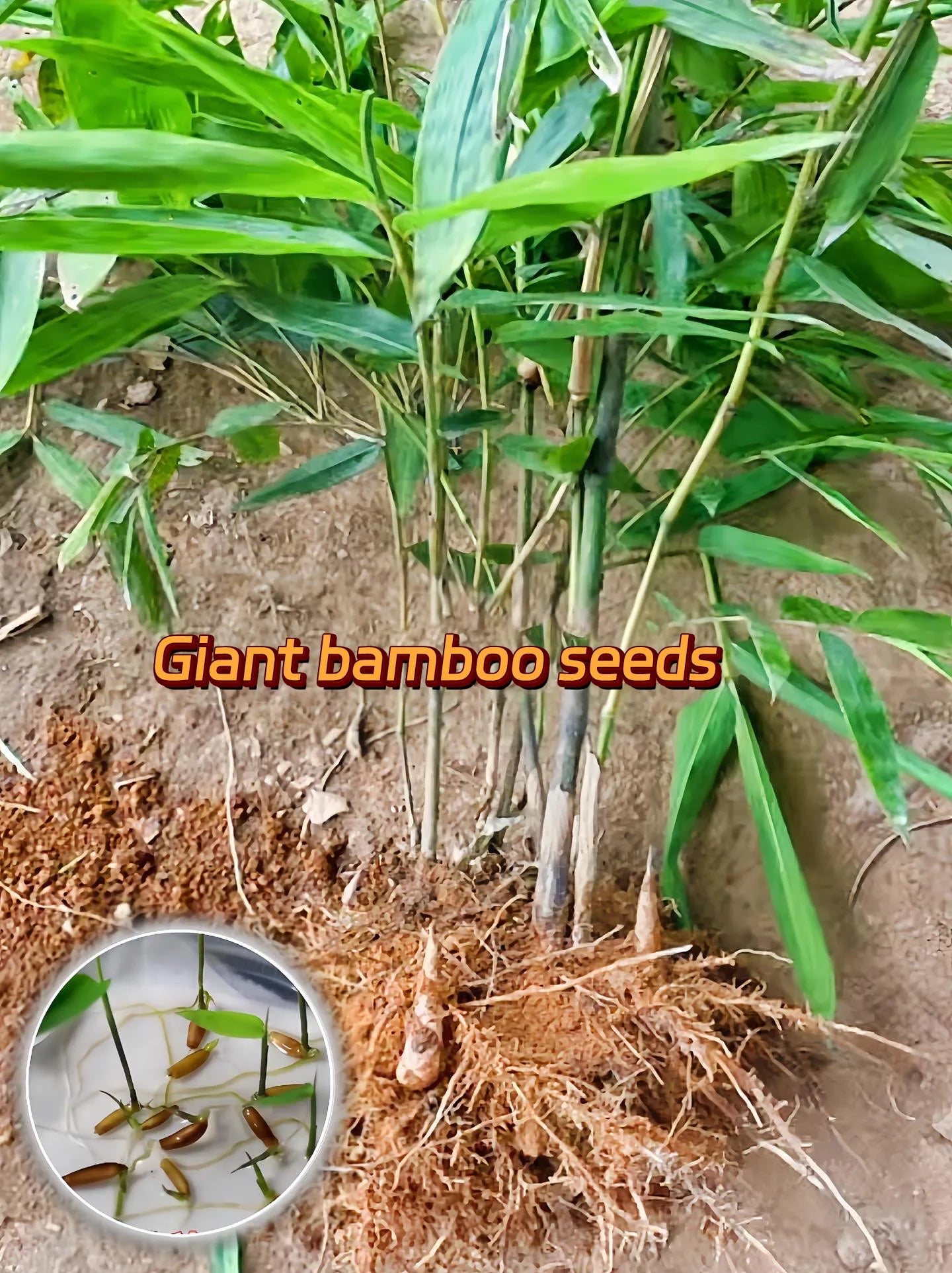 🎋 Rare Species Dragon Bamboo Seeds