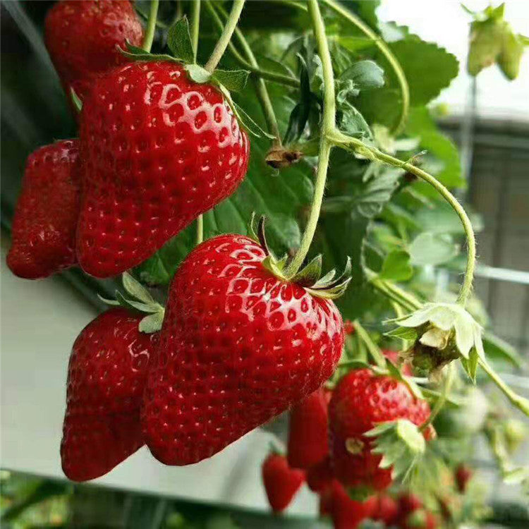 All-Season Strawberry Seeds 🍓