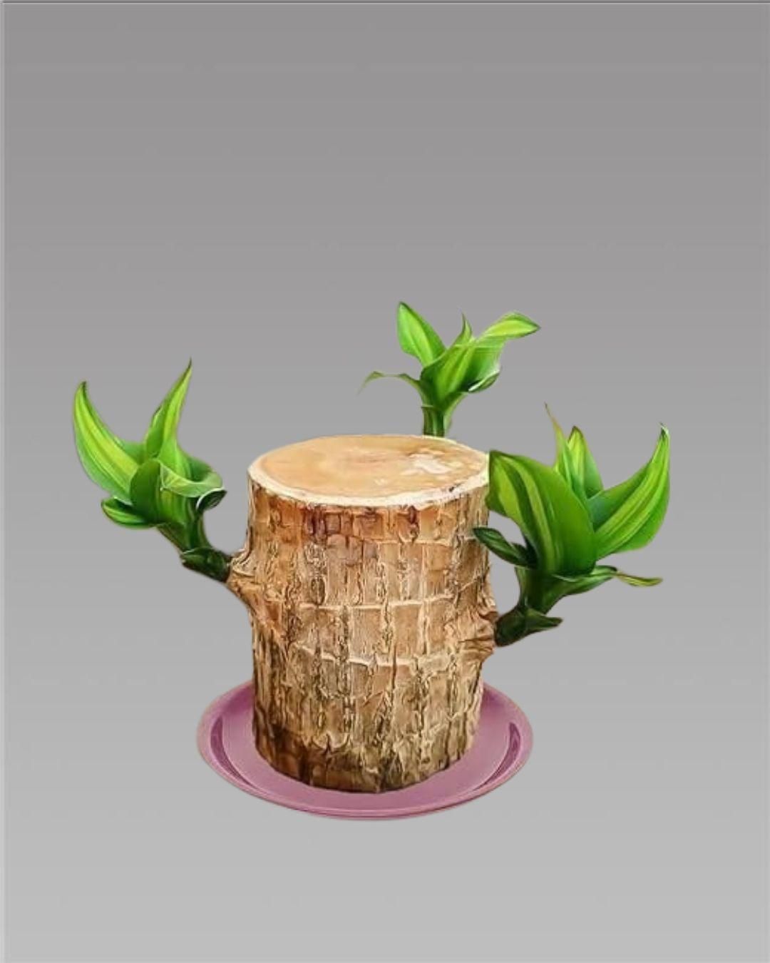 Lucky Brazil Wood Potted Plant