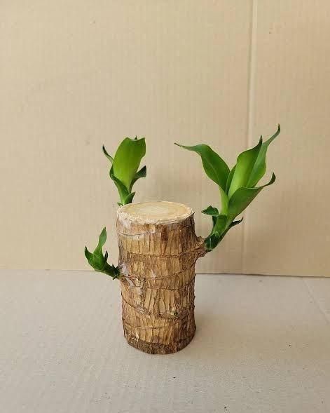 Brazilian Lucky Wood Potted Plant