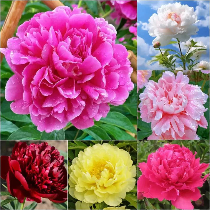 The Queen of Flowers - Peony Flower Seeds