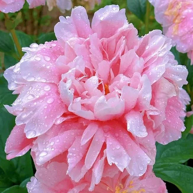 The Queen of Flowers - Peony Flower Seeds