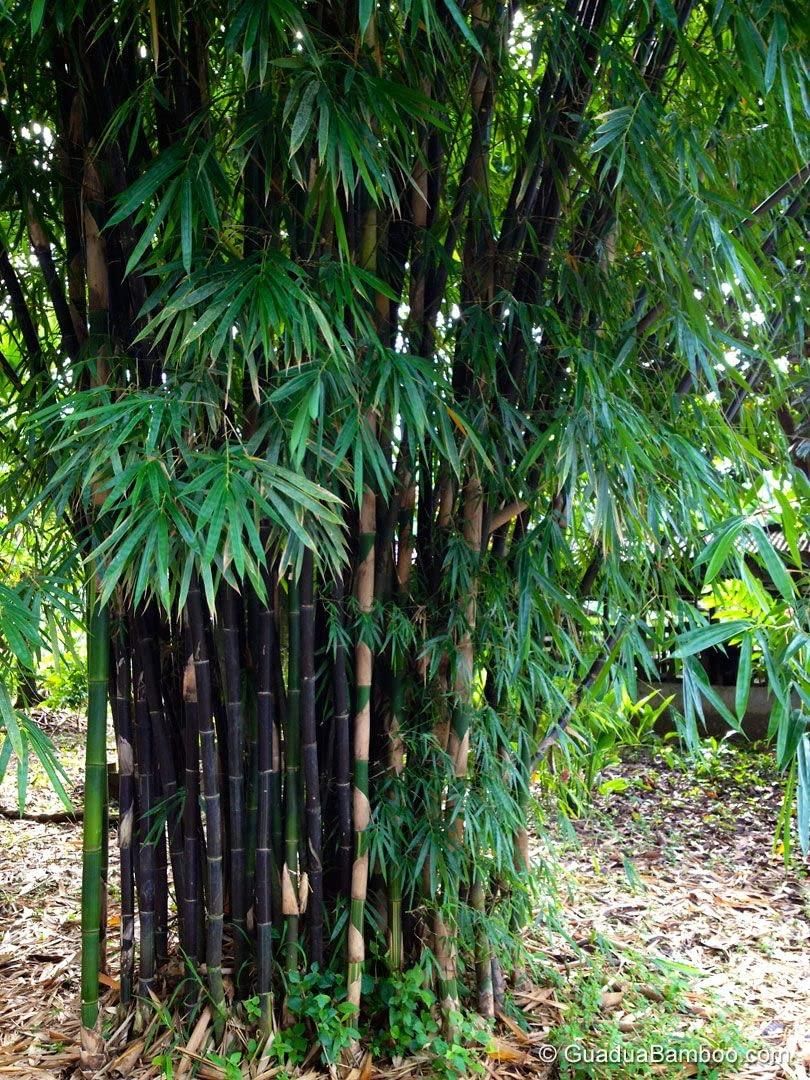 🎋 Rare Species Dragon Bamboo Seeds