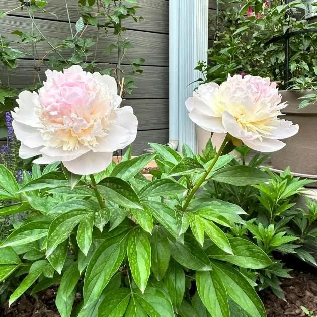 The Queen of Flowers - Peony Flower Seeds