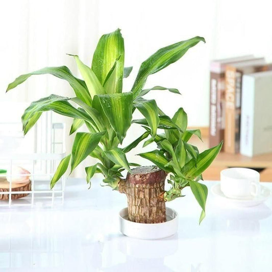 Brazilian Lucky Wood Potted Plant