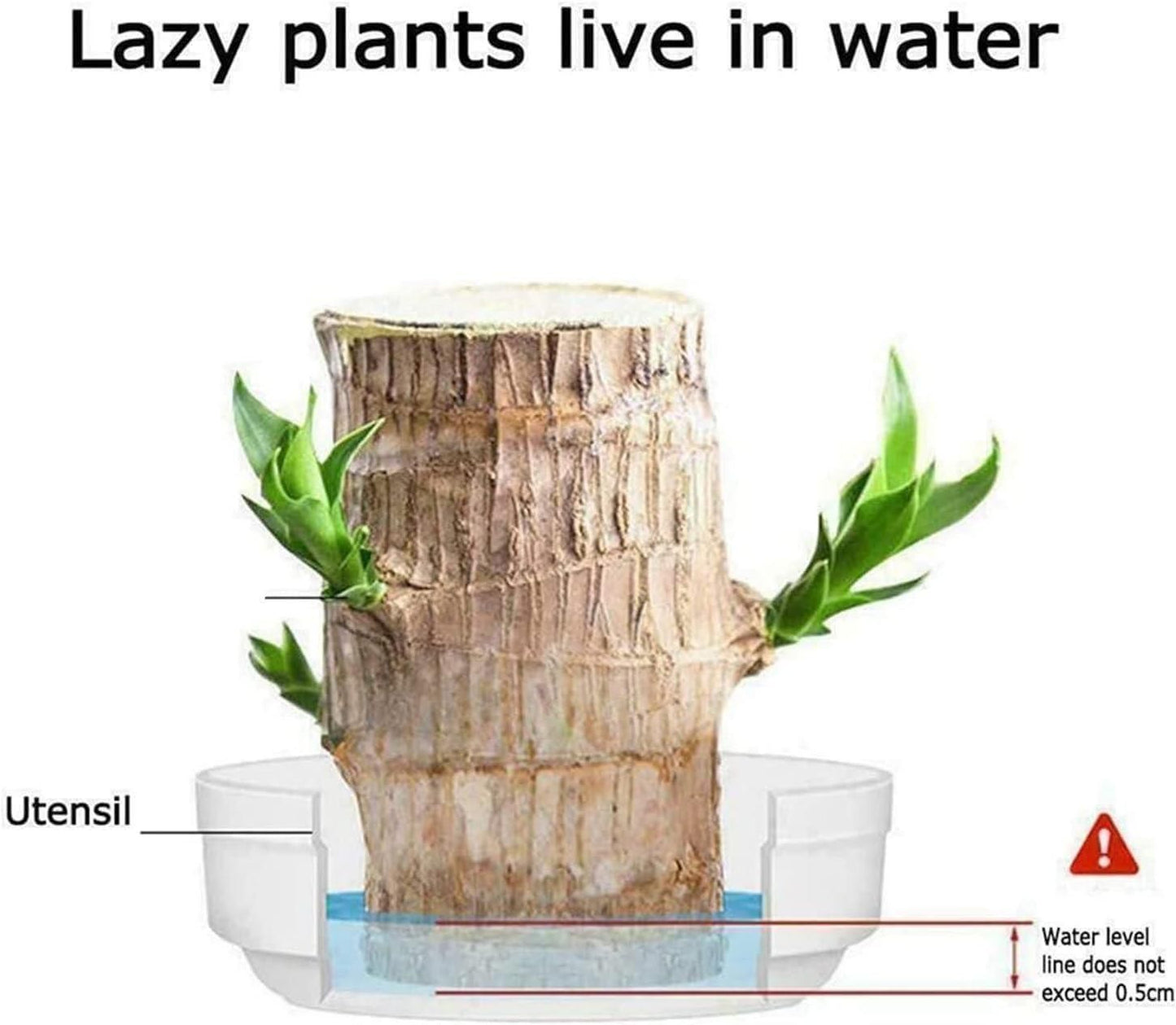 Lucky Brazil Wood Potted Plant