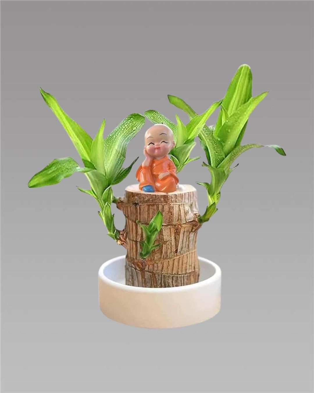 Lucky Brazil Wood Potted Plant