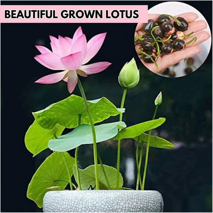 Premium Lotus Flower Seeds