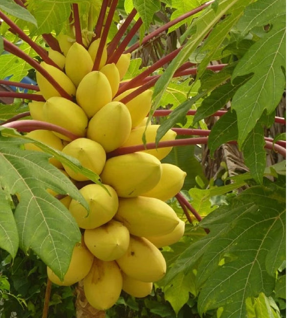 Golden Creamy Papaya Seeds