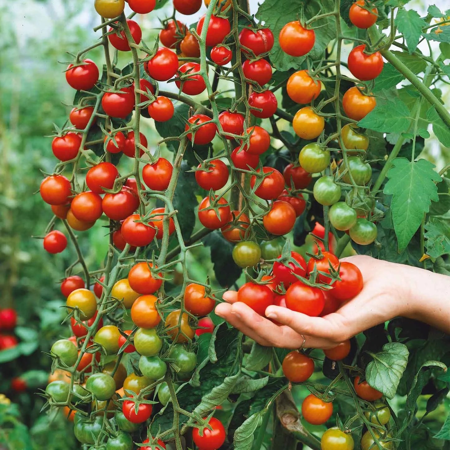 Waterfall Tomato Seeds