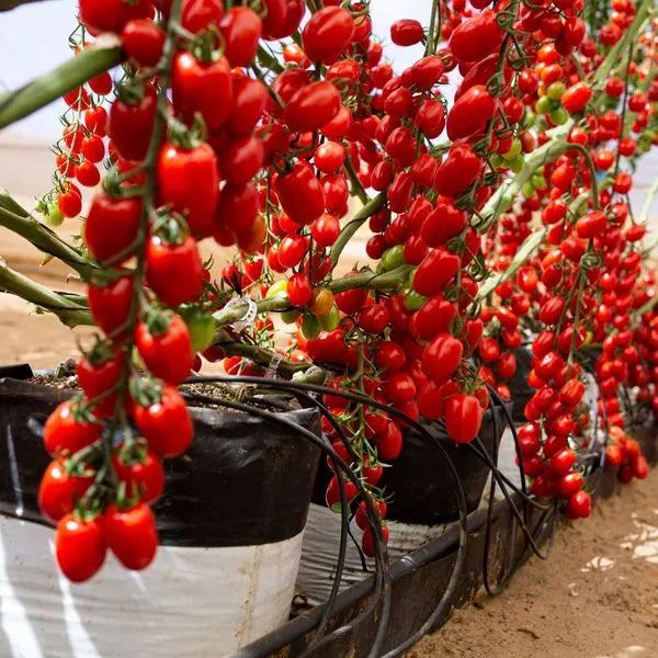 Waterfall Tomato Seeds