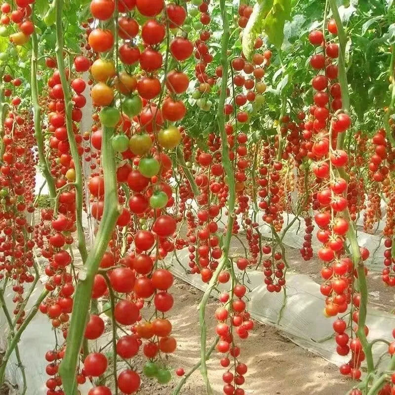 Waterfall Tomato Seeds