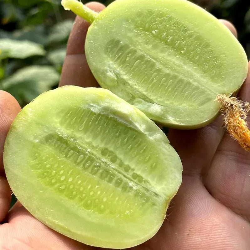 Jade Lady Cucumber Seeds