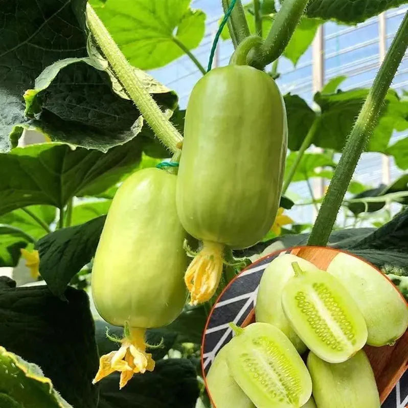 Jade Lady Cucumber Seeds