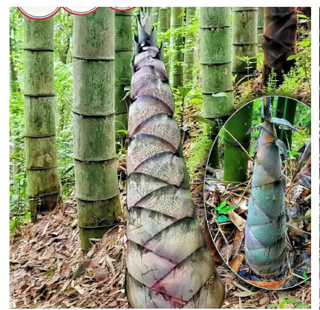 🎋 Rare Species Dragon Bamboo Seeds