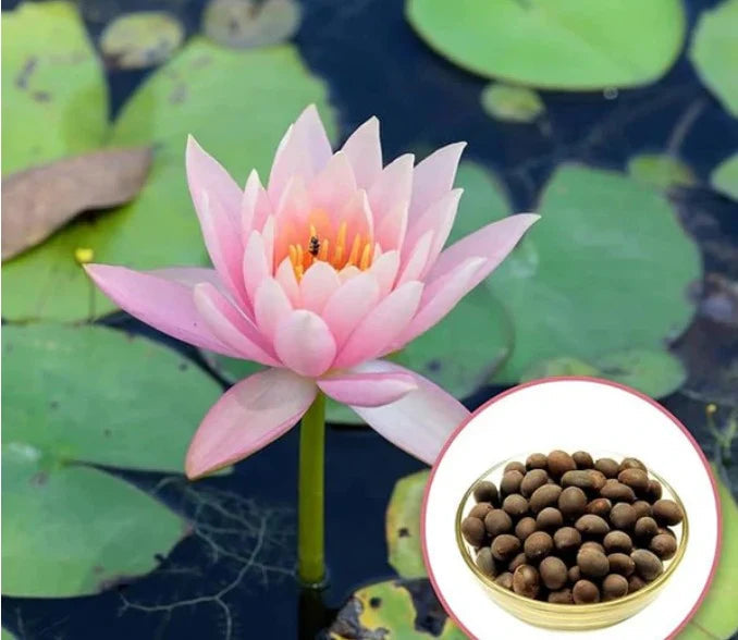 Premium Lotus Flower Seeds