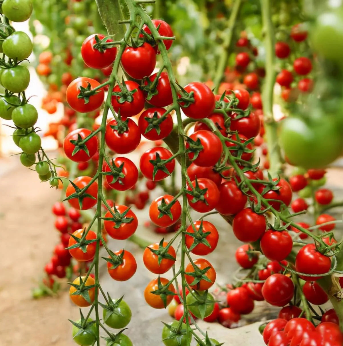 Waterfall Tomato Seeds