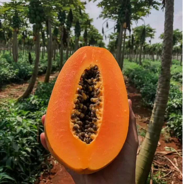 Golden Creamy Papaya Seeds