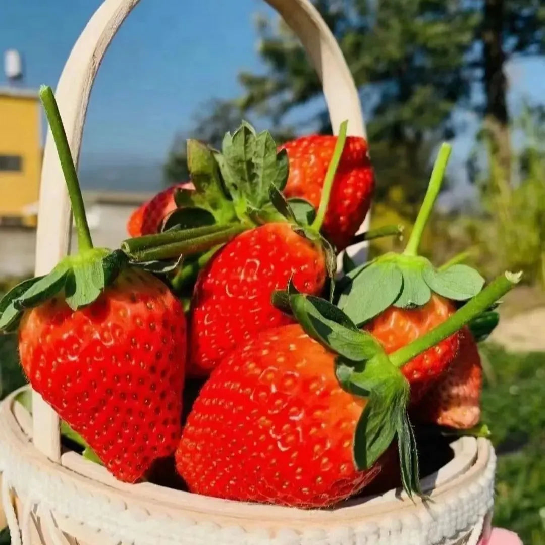 All-Season Strawberry Seeds 🍓