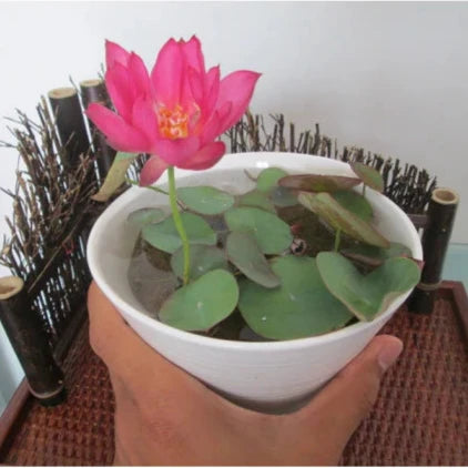 Premium Lotus Flower Seeds